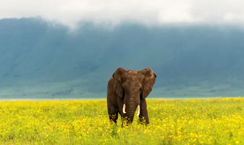 10 Days Safari & Zanzibar Honeymoon in Tanzania