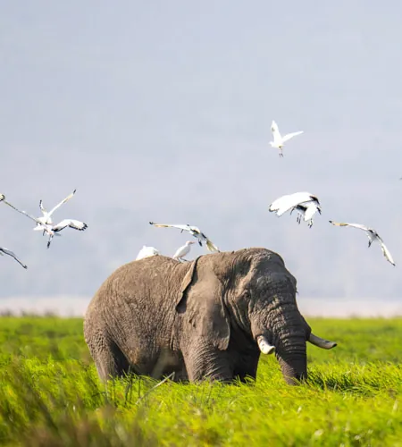 10 Days Safari & Zanzibar Honeymoon — Serengeti · Ngorongoro · Zanzibar