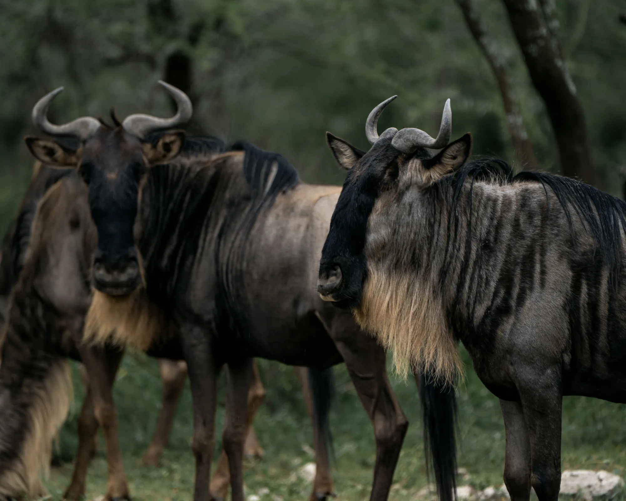 4 Days Northern Serengeti — Northern Serengeti · Kogatende