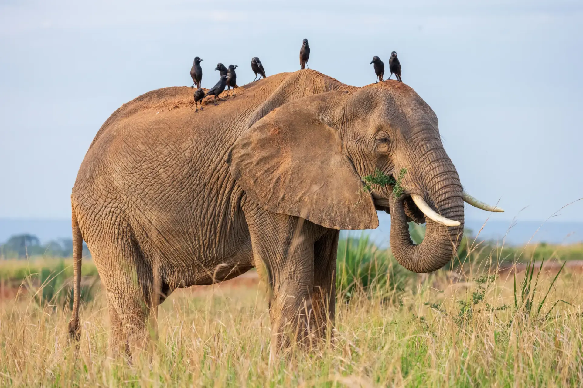 4 Days Safari in Tanzania — Tarangire · Ngorongoro · Lake Manyara
