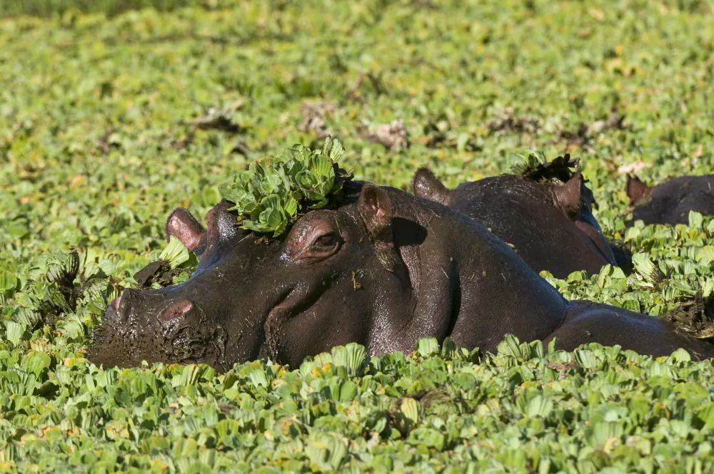 6 Days Ndutu Migration Safari in Tanzania