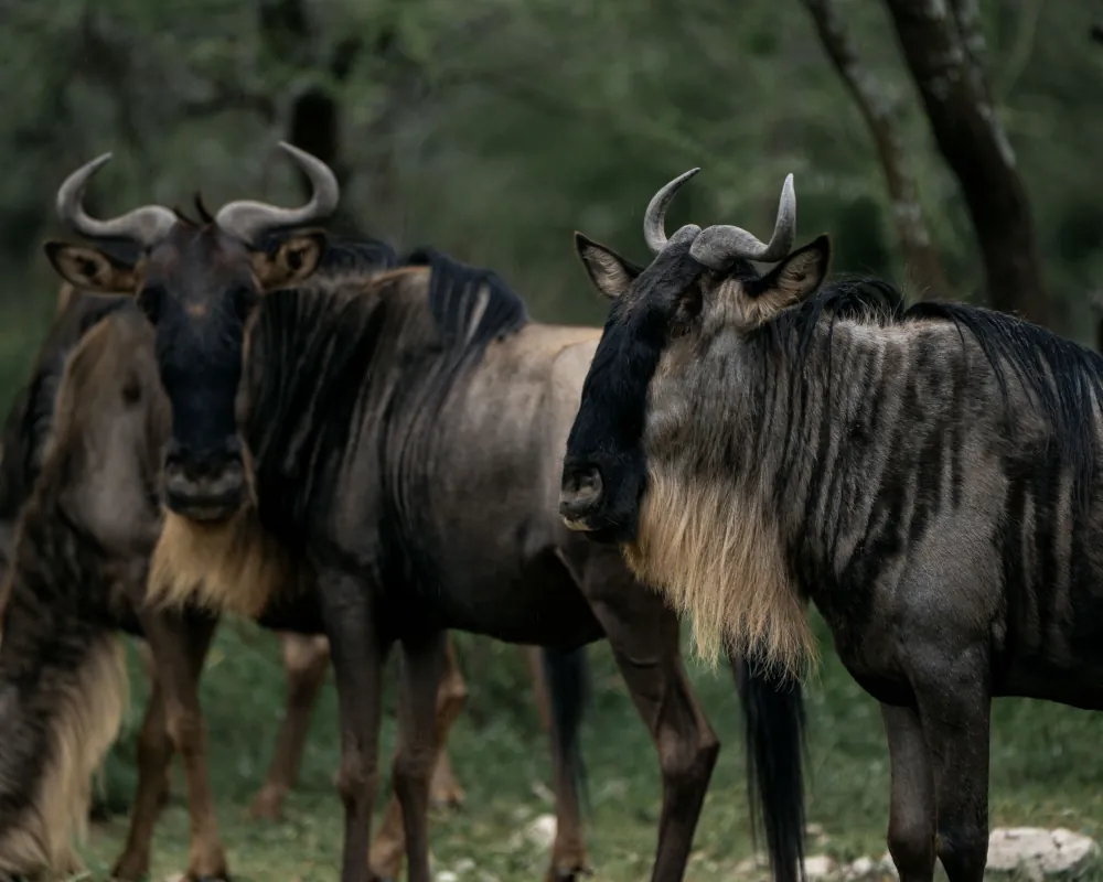 7 Days Journey of the Wildebeest in Tanzania