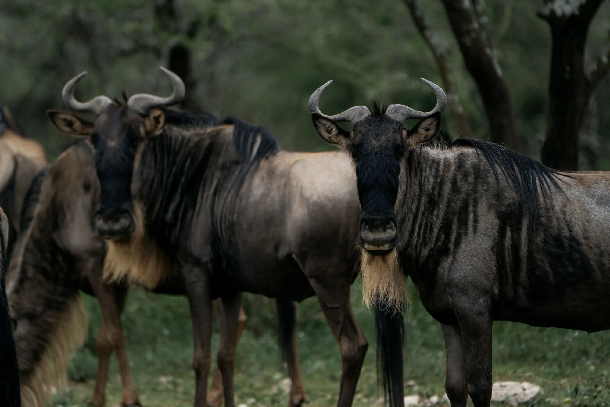 7 Days Journey of the Wildebeest — Tarangire · Ngorongoro · Serengeti