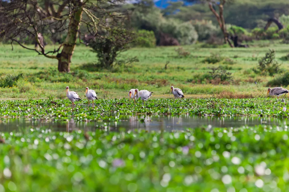 8 Days Tanzania Safari in Tanzania