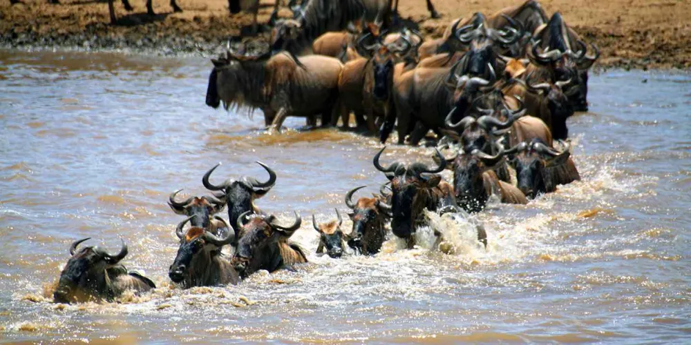 Masai Mara, gallery photo 1