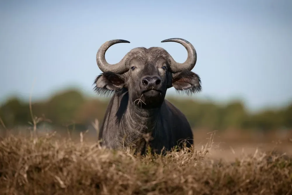 Masai Mara, gallery photo 2
