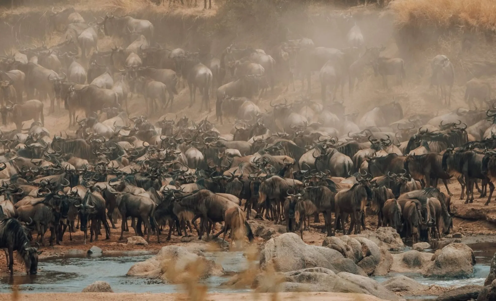 Masai Mara — The Great Migration’s Mara river crossings, Kenya