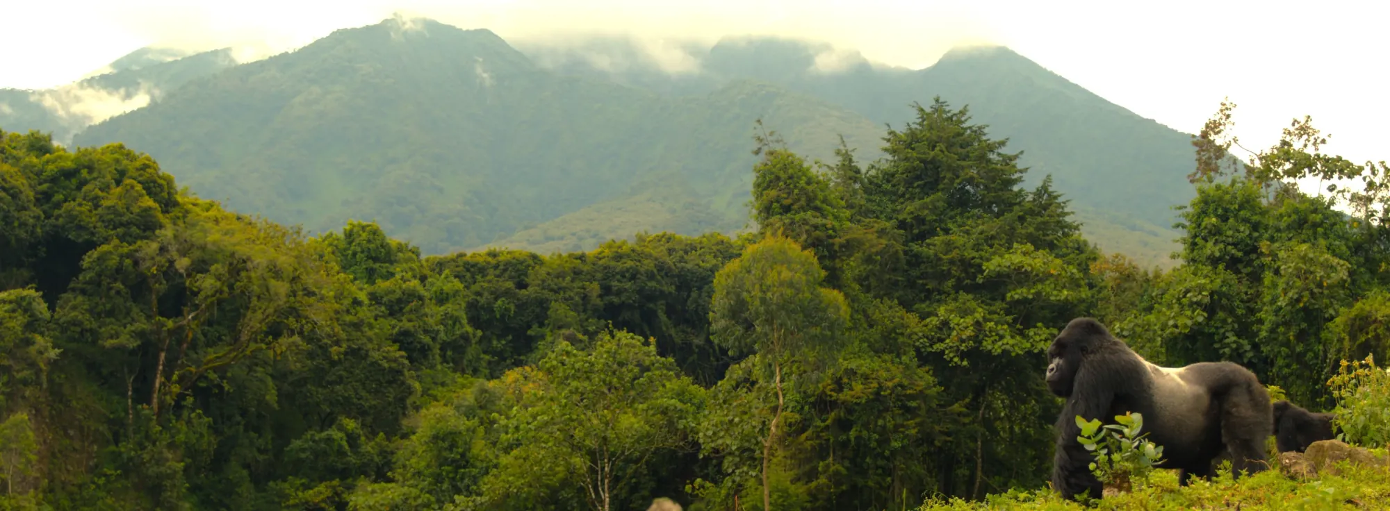 3 Days Volcanoes National Park Gorilla Trekking — Volcanoes National Park, Rwanda