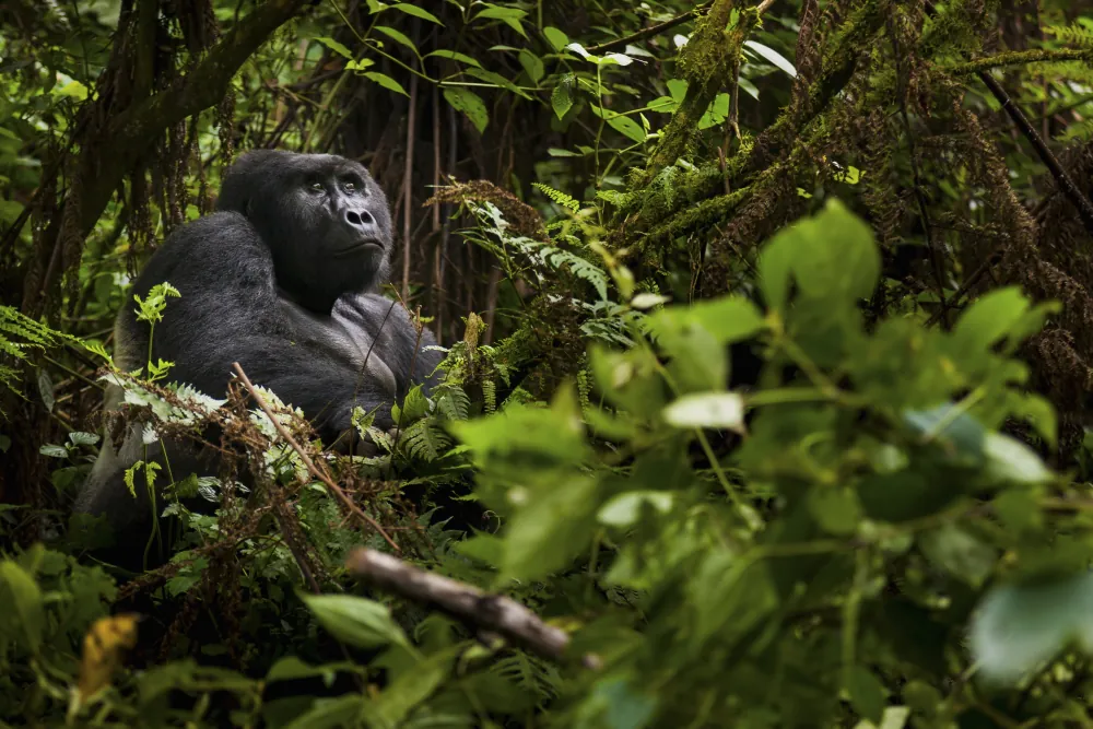 3 Days Volcanoes National Park Gorilla Trekking — photo 1