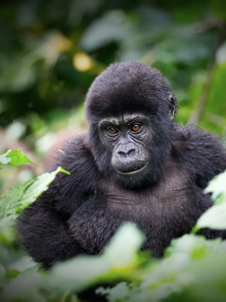 3 Days Volcanoes National Park Gorilla Trekking — photo 2