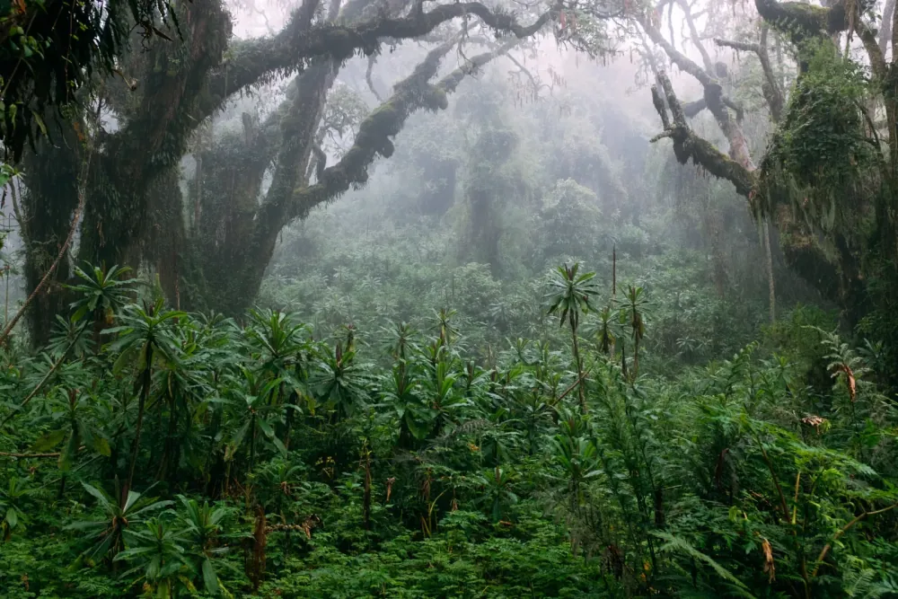 4 Days Bwindi Gorilla Trekking — photo 1